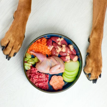 Photo of beautifully arranged
dog food