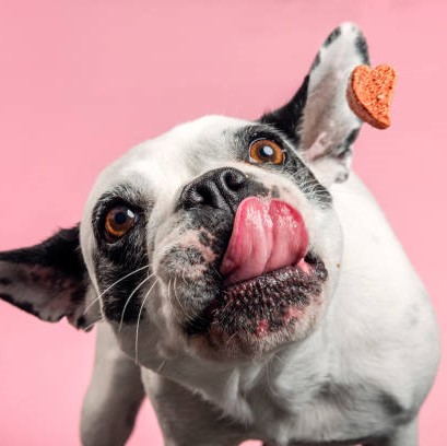 Photo of beautifully arranged
dog food